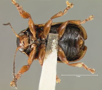 Media type: image; Entomology 9286   Aspect: habitus ventral view